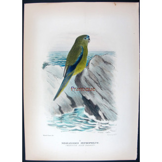 Western Rock Parrot by Roland Green – The Birds of Australia