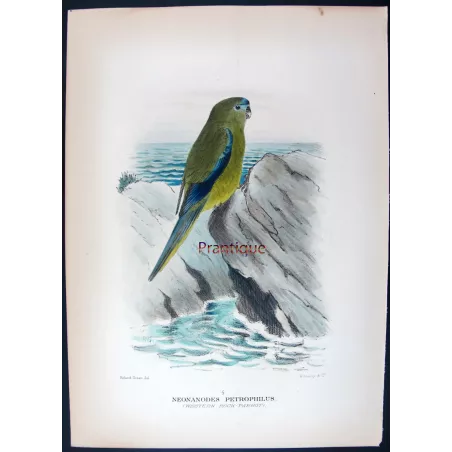 Western Rock Parrot by Roland Green – The Birds of Australia