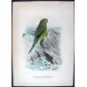 Western Rock Parrot (*Neonanodes petrophilus*) – Original lithograph by Green, Mathews (1910–27)