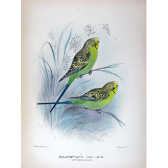 Budgerigar by Roland Green – Birds of Australia Print
