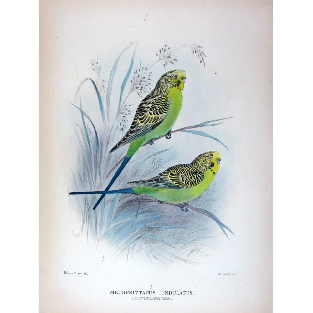 Budgerigar by Roland Green – Birds of Australia Print Budgerigar by Roland Green – Birds of Australia Print