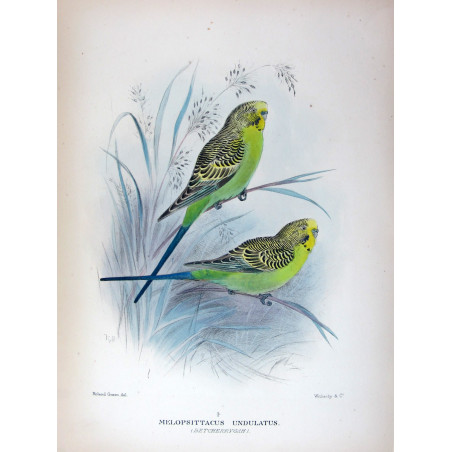 Budgerigar by Roland Green – Birds of Australia Print