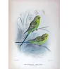 Budgerigar (*Melopsittacus undulatus*) – Original lithograph by Roland Green, Mathews (1910–27)