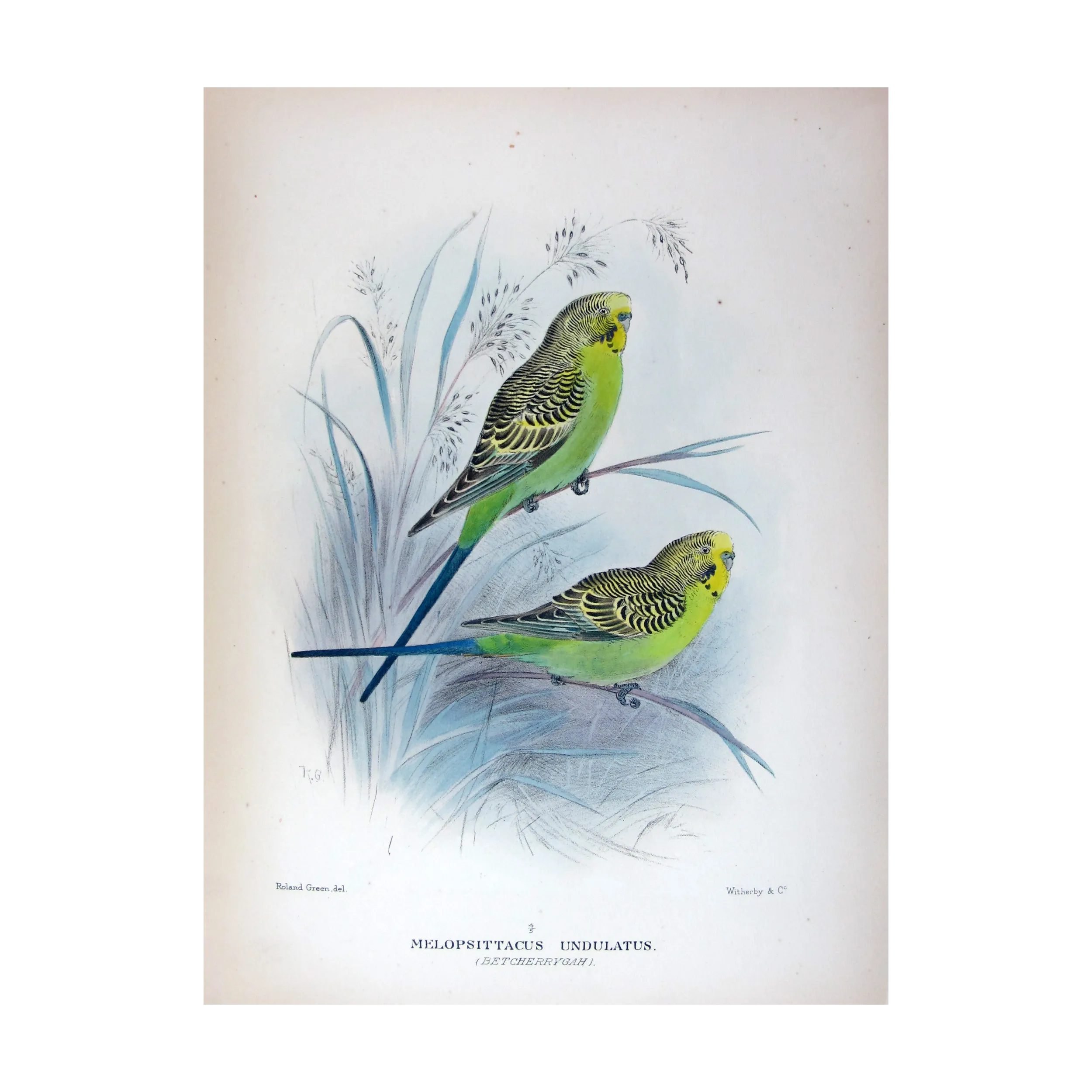 Budgerigar by Roland Green – Birds of Australia Print