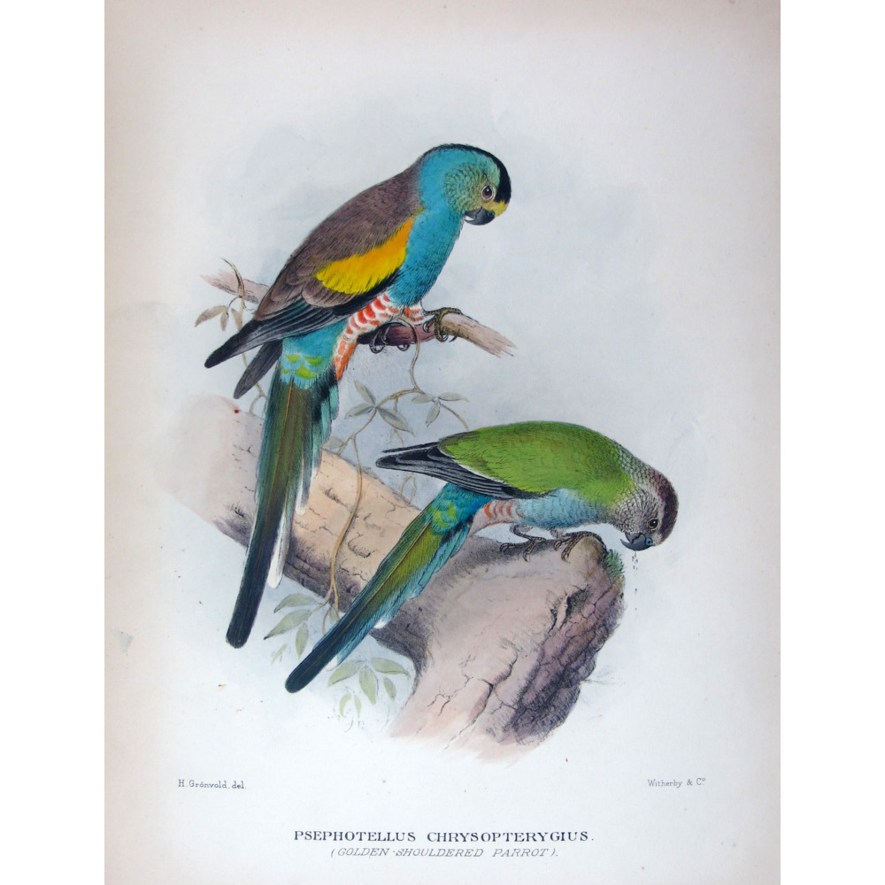 Golden-shouldered Parrot by Henrik Grønvold – Birds of Australia Print Golden-shouldered Parrot by Henrik Grønvold – Birds of Australia Print