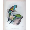 Golden-shouldered Parrot (*Psephotellus chrysopterygus*) – Original lithograph by Henrik Grønvold, Mathews (1910–27)