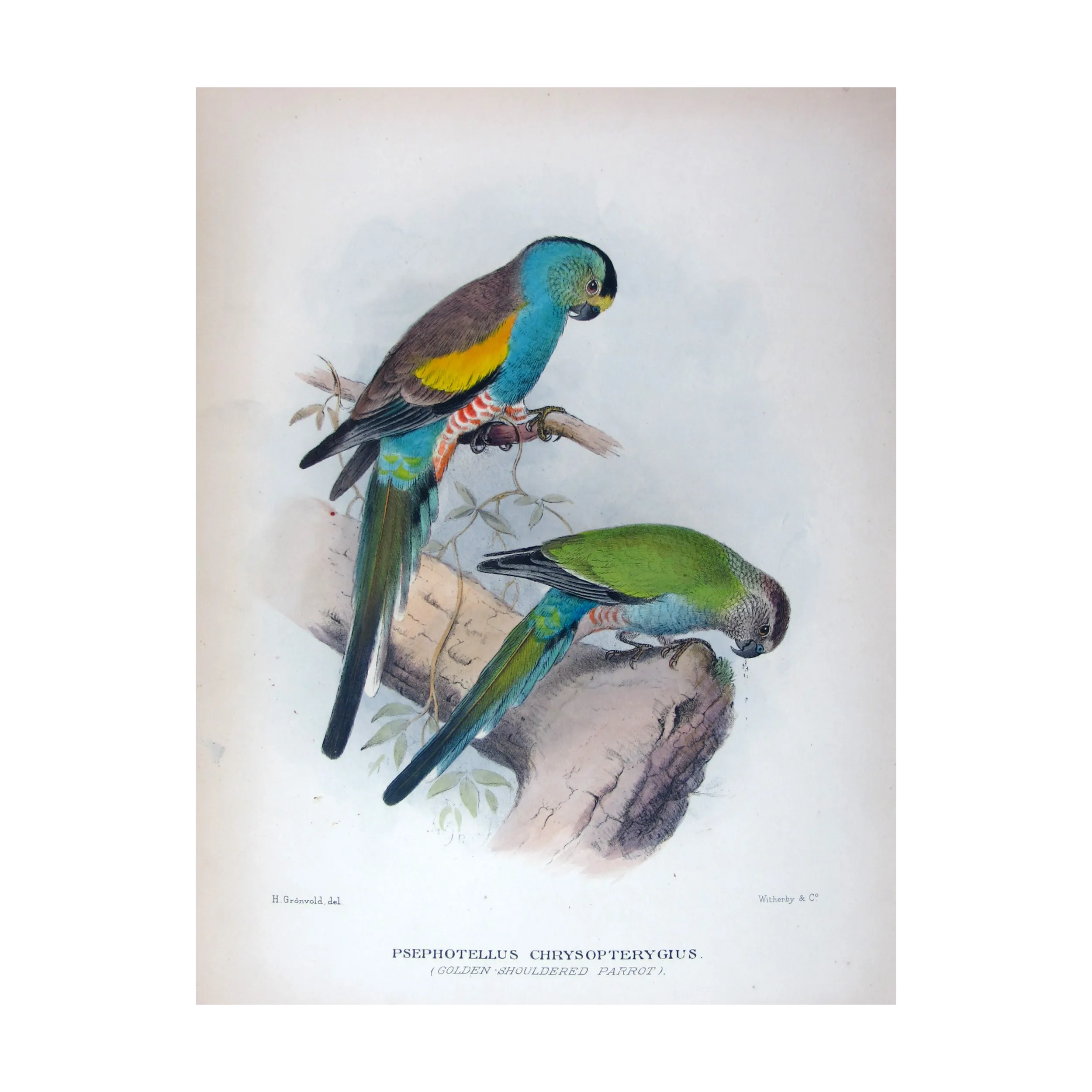 Golden-shouldered Parrot by Henrik Grønvold – Birds of Australia Print