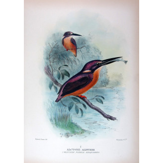Western Purple Kingfisher by Roland Green – Birds of Australia Print