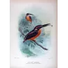 Western Purple Kingfisher (*Alcyone alisteri*) – Original lithograph by Roland Green, Mathews (1910–27)