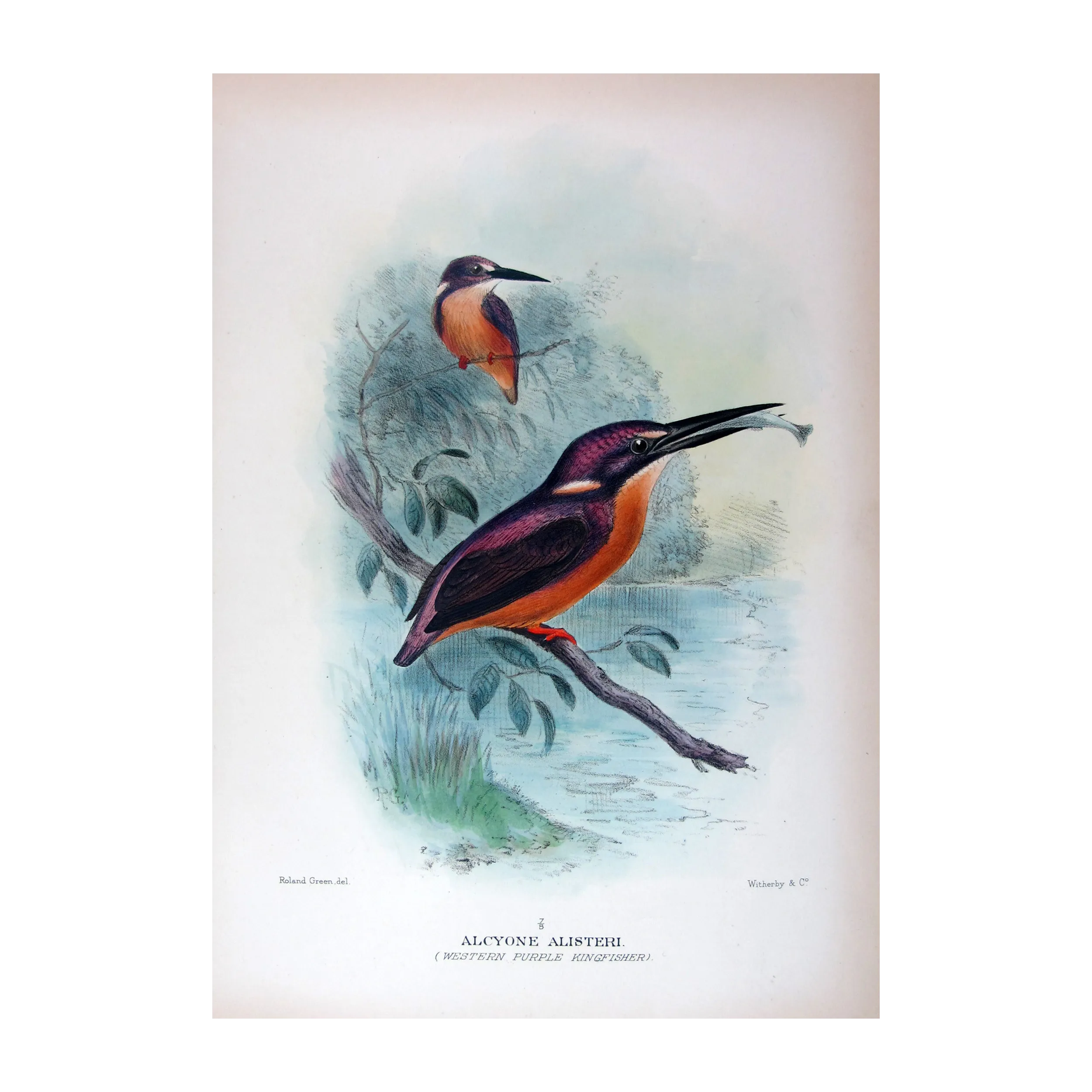 Western Purple Kingfisher by Roland Green – Birds of Australia Print