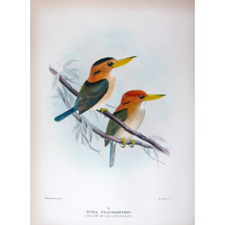 Yellow-billed Kingfisher by Roland Green – Birds of Australia Print