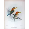 Yellow-billed Kingfisher (*Syma flavirostris*) – Original lithograph by Roland Green, Mathews (1910–27)
