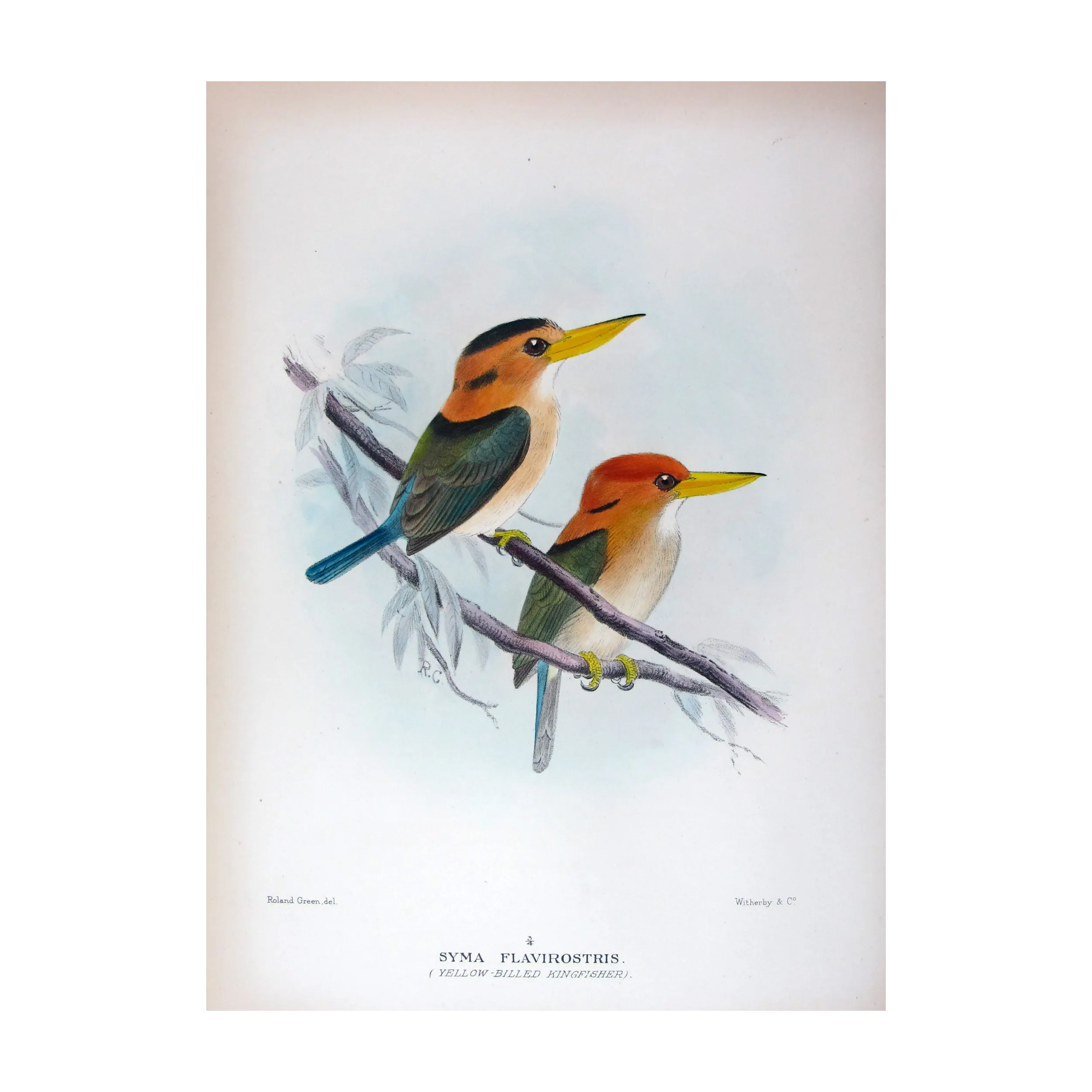 Yellow-billed Kingfisher by Roland Green – Birds of Australia Print