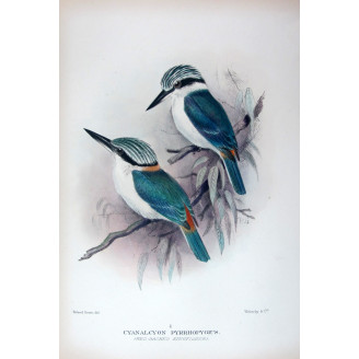 Red-backed Kingfisher by Roland Green – Birds of Australia Print