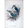 Red-backed Kingfisher (*Cyanalcyon pyrrhopygus*) – Original lithograph by Roland Green, Mathews (1910–27)