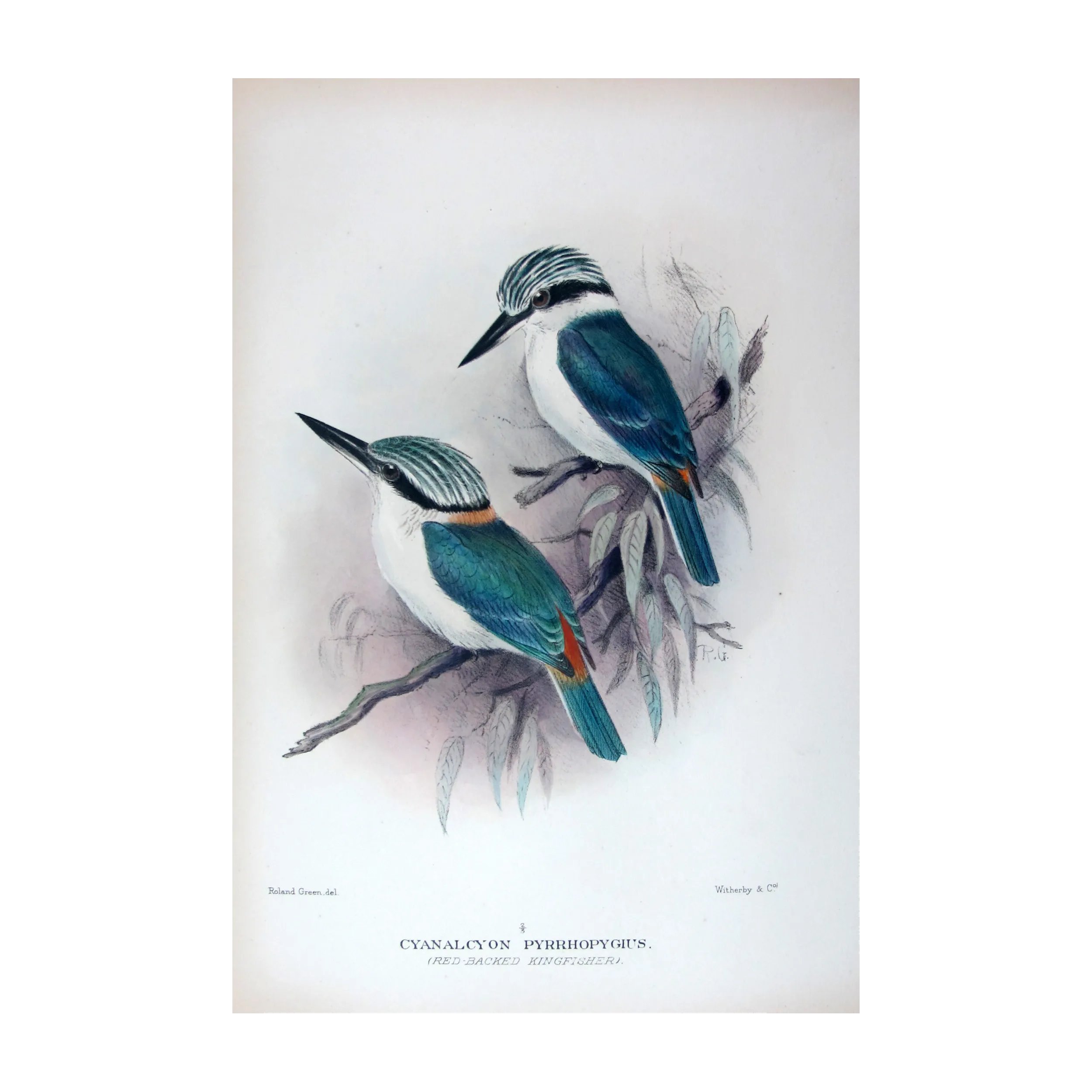 Red-backed Kingfisher by Roland Green – Birds of Australia Print