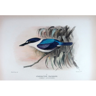 Forest Kingfisher by Roland Green – Birds of Australia Print