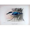 Forest Kingfisher (*Cyanalcyon macleayii*) – Original lithograph by Roland Green, Mathews (1910–27)