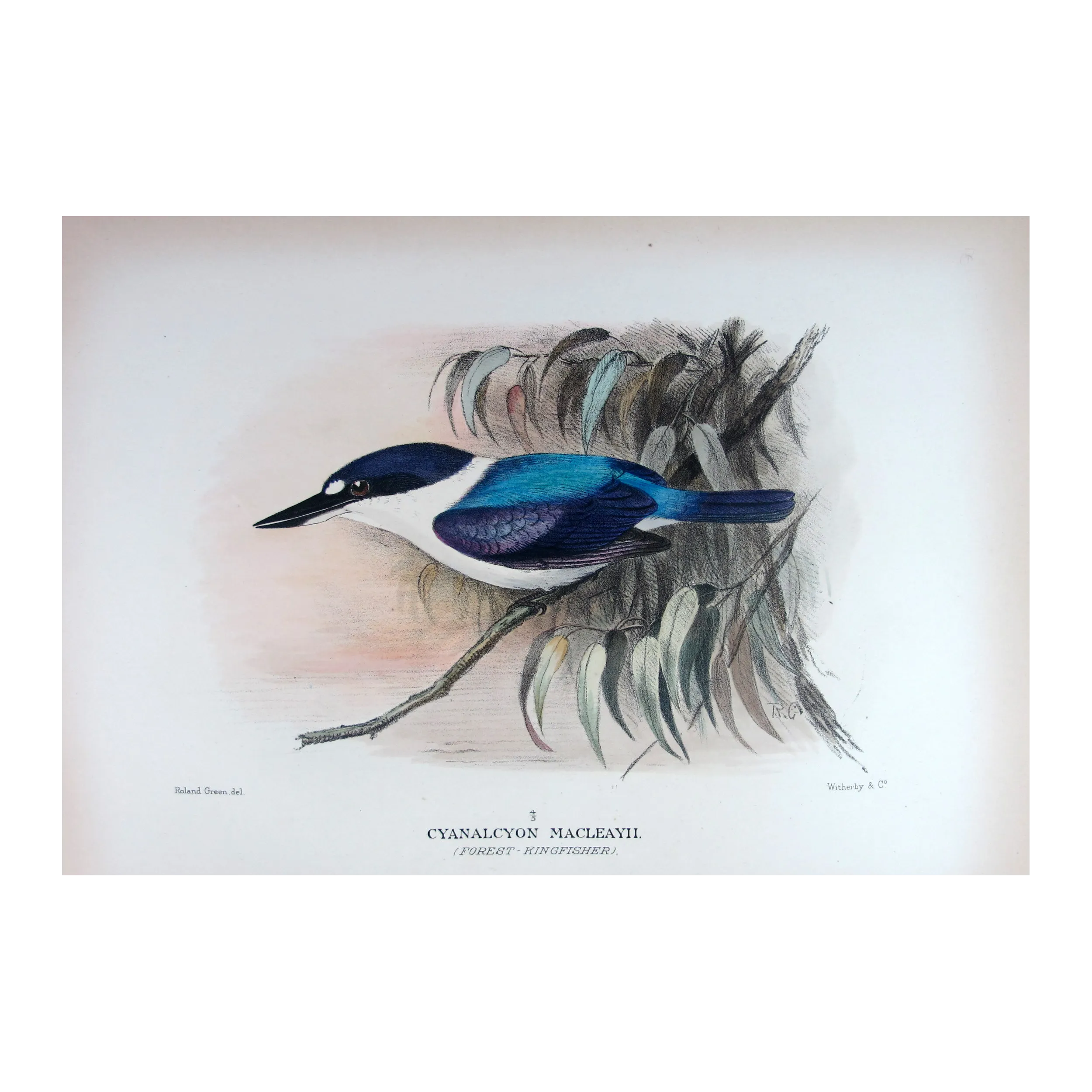 Forest Kingfisher by Roland Green – Birds of Australia Print