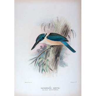 Sacred Kingfisher by Roland Green – Birds of Australia Print