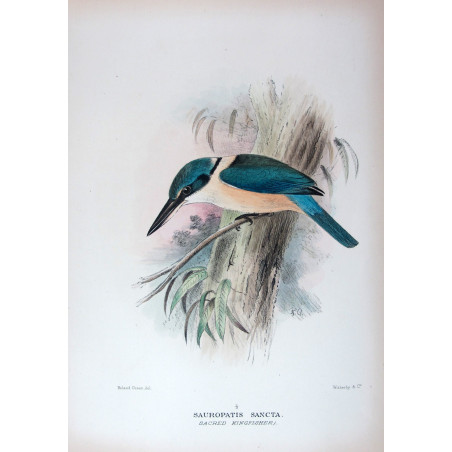 Sacred Kingfisher by Roland Green – Birds of Australia Print