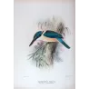 Sacred Kingfisher (*Sauropatis sancta*) – Original lithograph by Roland Green, Mathews (1910–27)