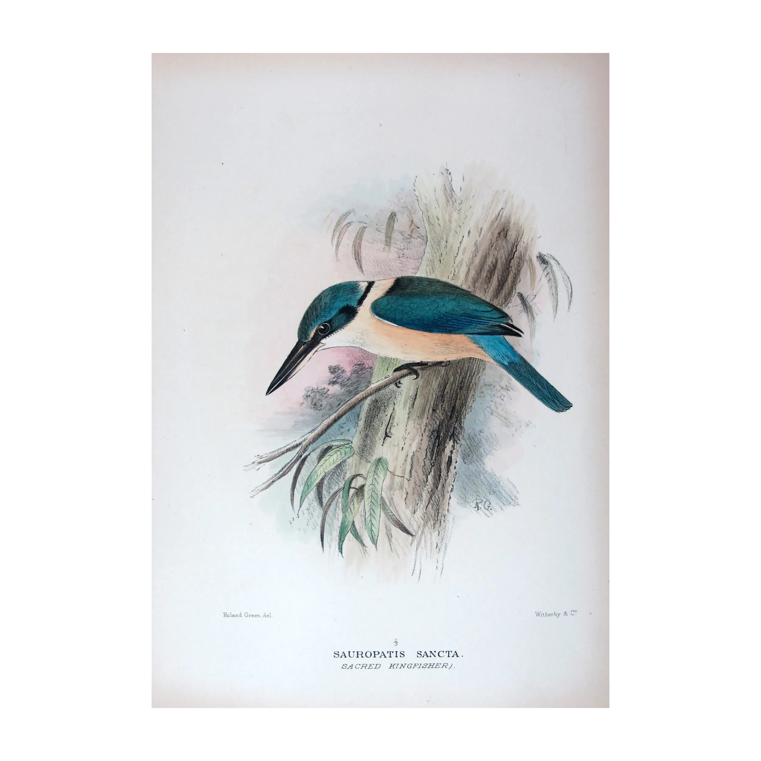 Sacred Kingfisher by Roland Green – Birds of Australia Print