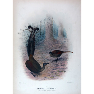 Victorian Lyre-bird by Henrik Grønvold – Birds of Australia Print