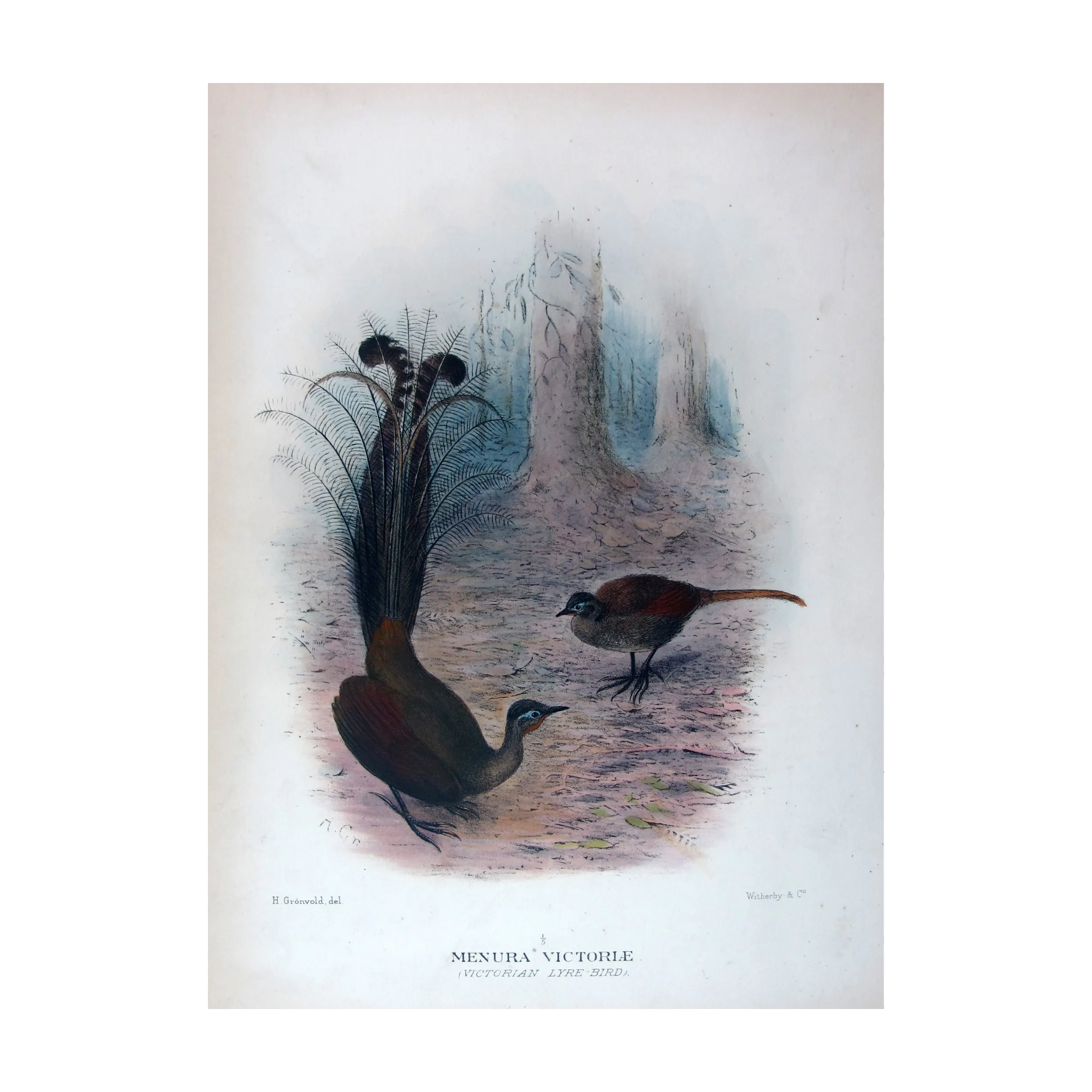 Victorian Lyre-bird by Henrik Grønvold – Birds of Australia Print