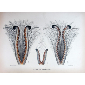 Lyrebird Tail Study by Henrik Grønvold – Birds of Australia Print