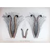 Lyrebird Tail Study (*Tails of Menuridae*) – Original lithograph by Henrik Grønvold, Mathews (1910–27)