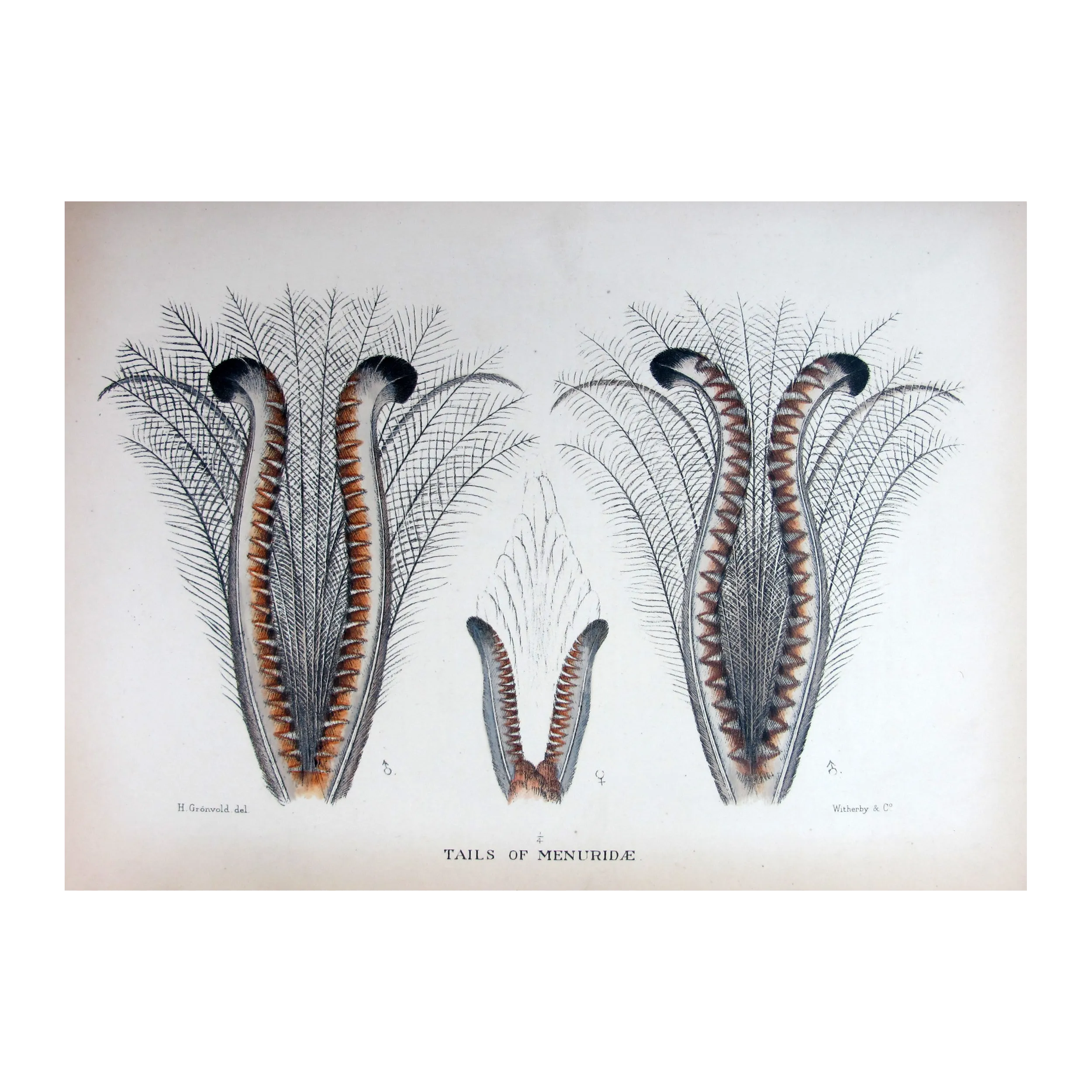 Lyrebird Tail Study by Henrik Grønvold – Birds of Australia Print