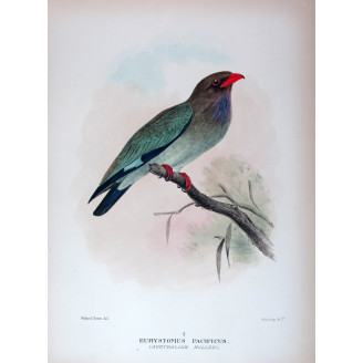 Australian Roller by Roland Green – Birds of Australia Print