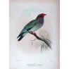 Australian Roller (*Eurystomus pacificus*) – Original lithograph by Roland Green, Mathews (1910–27)