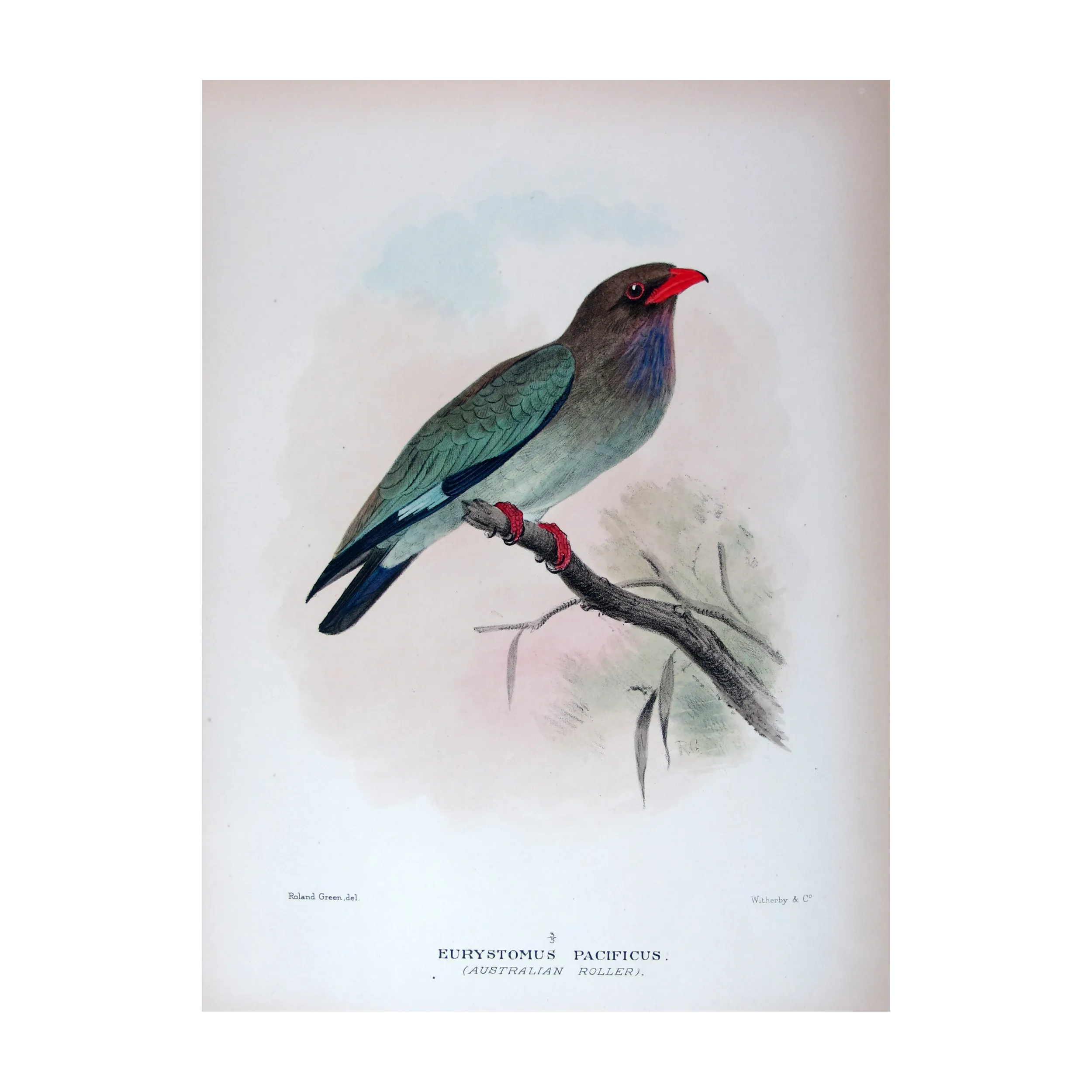 Australian Roller by Roland Green – Birds of Australia Print