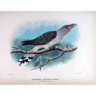 Channel-bill by H. Goodchild – Birds of Australia