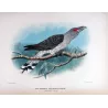 Channel-bill (*Scythrops Novaehollandiae*) – Original lithograph by H. Goodchild, Mathews (1910–27)