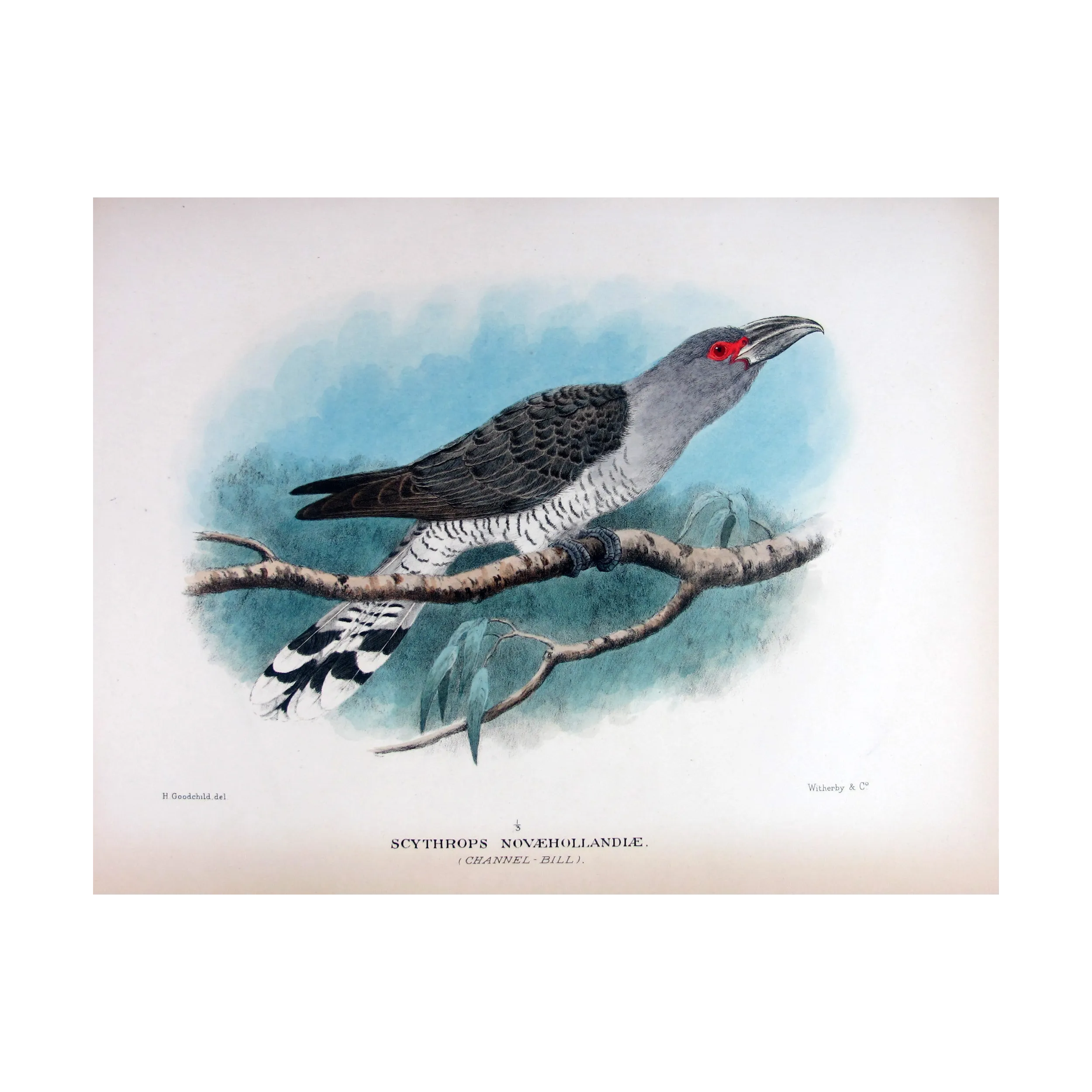 Channel-bill by H. Goodchild – Birds of Australia