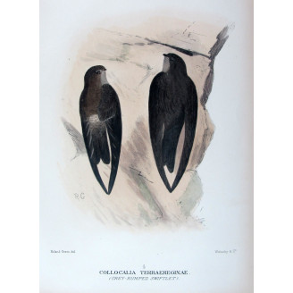 Grey-rumped Swiftlet by Roland Green – Birds of Australia