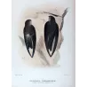Grey-rumped Swiftlet (*Collocalia terraereginae*) – Original lithograph by Roland Green, Mathews (1910–27)