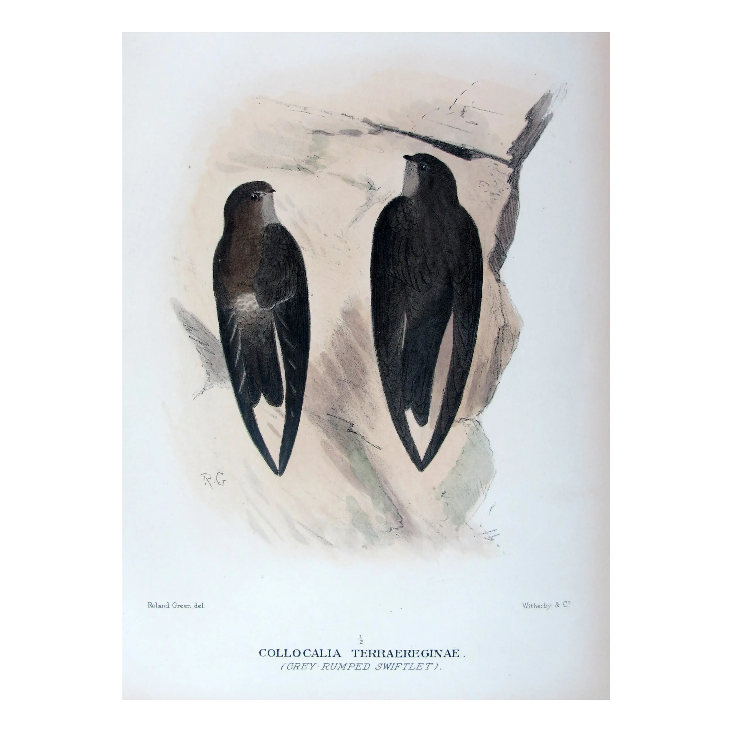 Grey-rumped Swiftlet by Roland Green – Birds of Australia