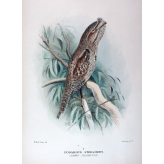 Tawny Frogmouth by Roland Green – Birds of Australia
