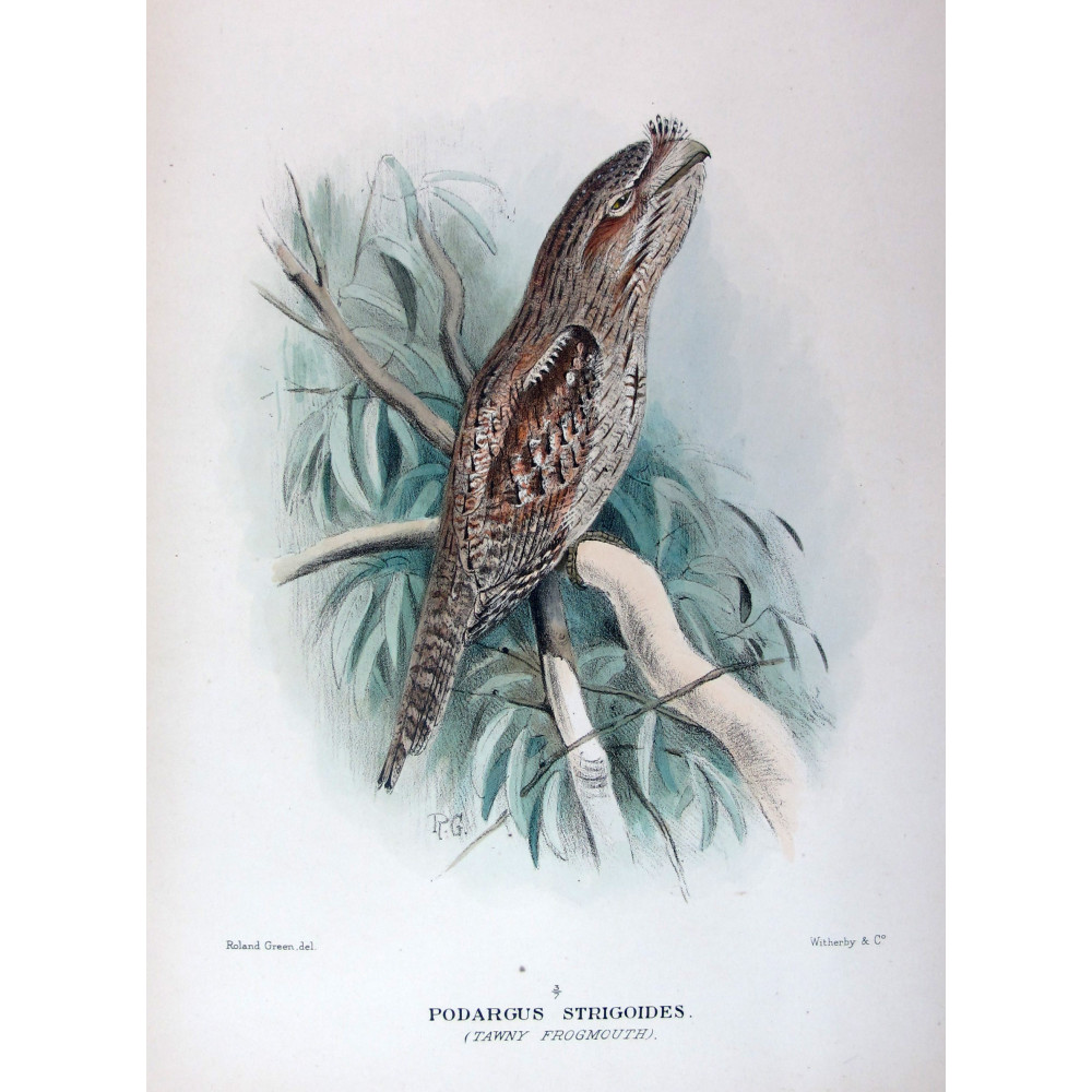 Tawny Frogmouth by Roland Green – Birds of Australia Tawny Frogmouth by Roland Green – Birds of Australia