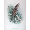 Tawny Frogmouth (*Podargus strigoides*) – Original lithograph by Roland Green, Mathews (1910–27)