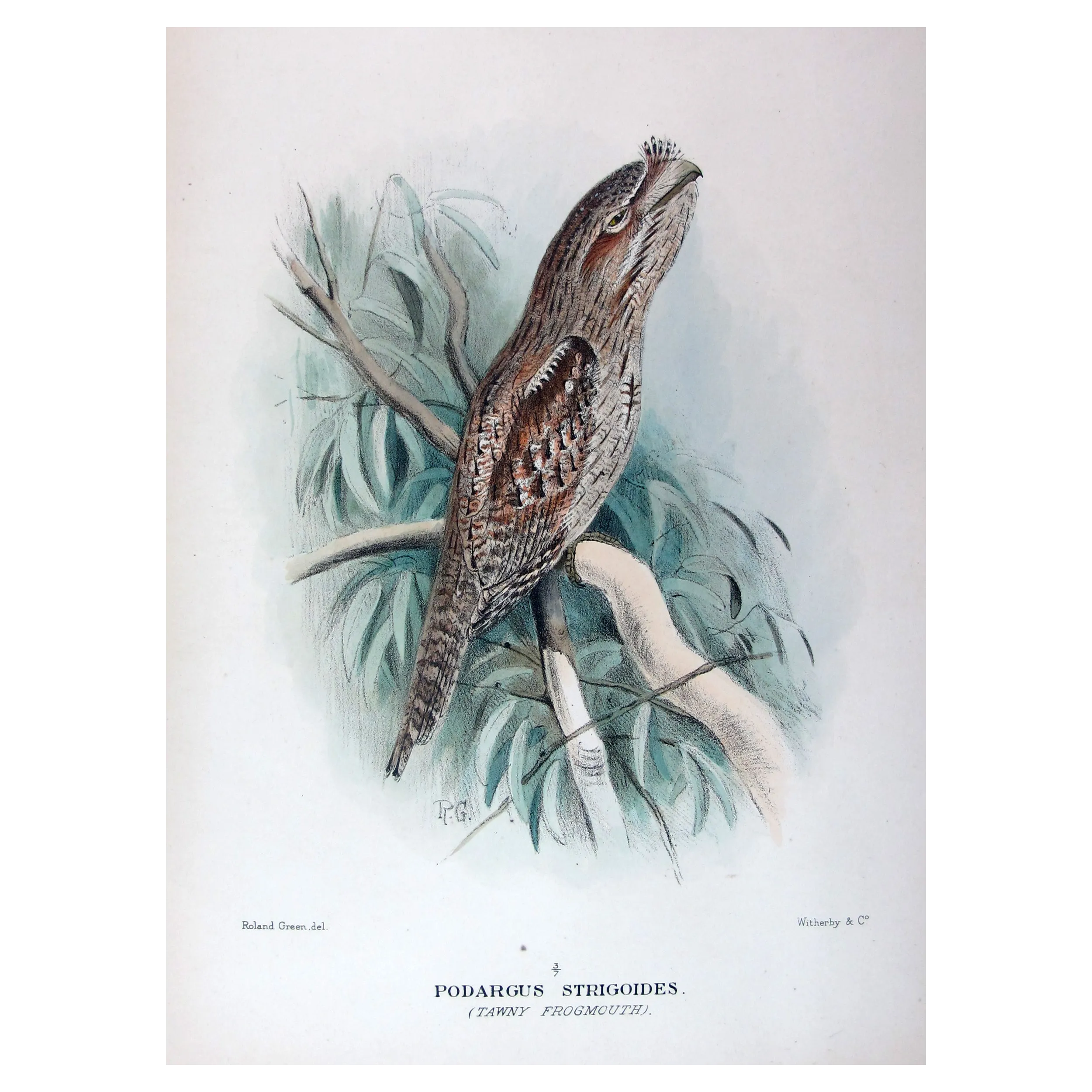 Tawny Frogmouth by Roland Green – Birds of Australia