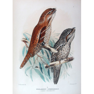 Tawny Frogmouth by H. Grönvold – Birds of Australia