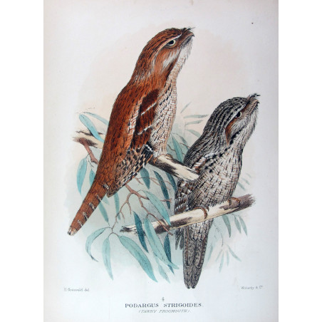 Tawny Frogmouth by H. Grönvold – Birds of Australia
