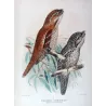 Tawny Frogmouth (*Podargus strigoides*) – Original lithograph by H. Grönvold, Mathews (1910–27)