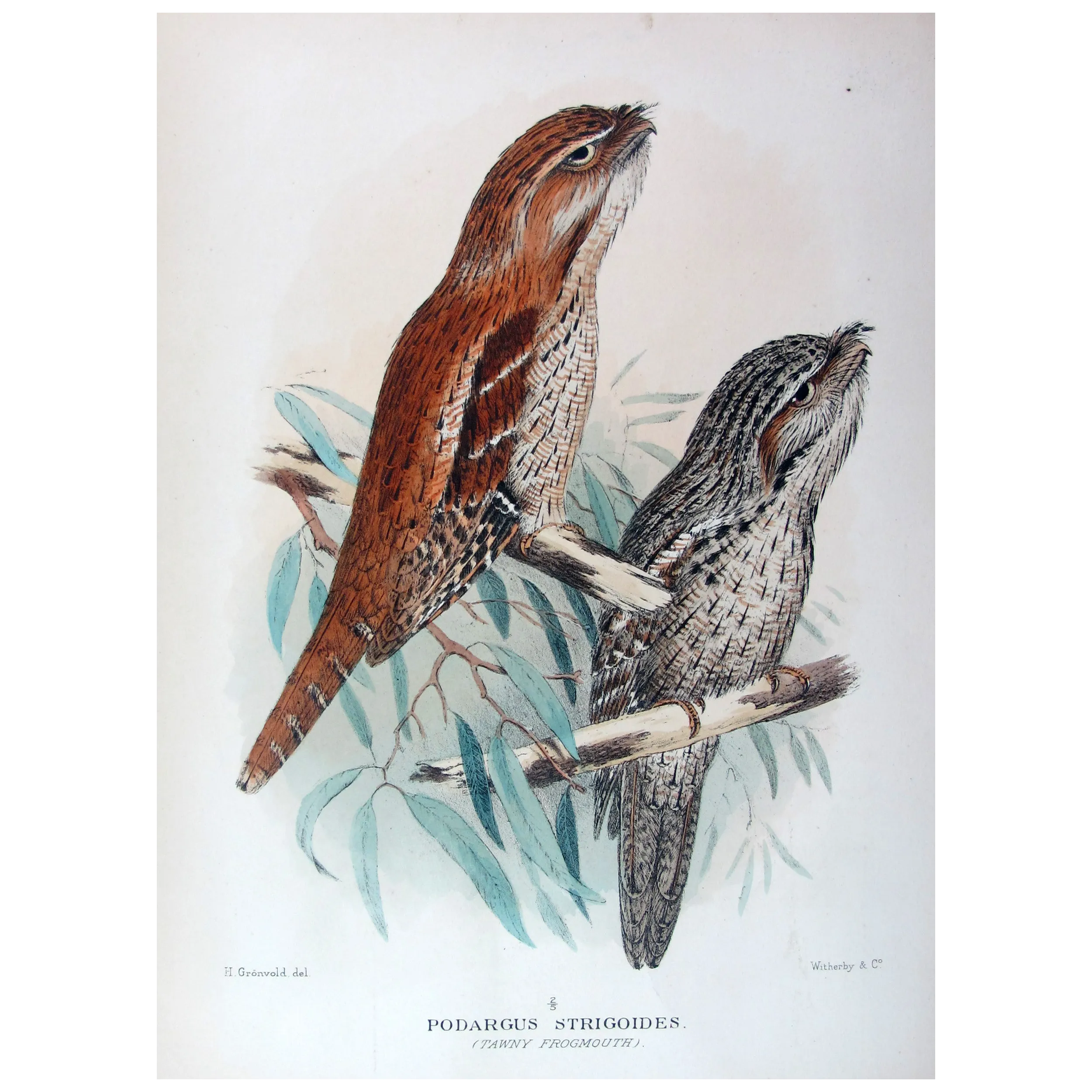 Tawny Frogmouth by H. Grönvold – Birds of Australia