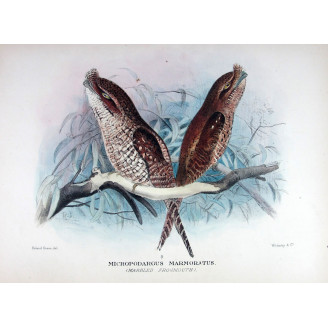 Marbled Frogmouth by Roland Green – Birds of Australia